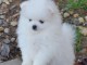 Donne : chiot SPITZ NAIN COULEUR BLANCHE