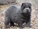 Adorable chiot chow chow