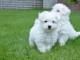 Chiots de type Bichon Maltais