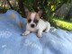   Jolie chiot type chihuahua femelle 3 mois