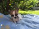   Jolie chiot type chihuahua femelle 3 mois