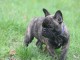 Magnifique chiot Bouledogue français.