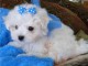 Adorables chiots bichon Maltais