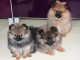 Magnifique Chiots types spitz allemand