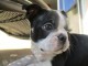 magnifique male boston terrier