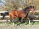 Hongre KWPN de 2 ans : Harley vdl x Goodtimes