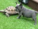  DONNE MAGNIGIQUE CHIOTS BOULEDOGUE FRANCAIS BLEU 