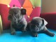  DONNE MAGNIGIQUE CHIOTS BOULEDOGUE FRANCAIS BLEU 