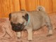 A réserver chiots Carlin Lof