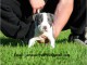 A donner Magnifique chiot american bully de 3 mois