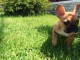  chiot femelle bouledogue français don