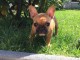 Donne contre bon soin adorable chiot femelle bouledogue 