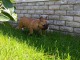  je donne chiot femelle bouledogue français