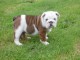 chiot Bulldog Anglais LOF 