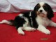 Chiots Cavalier King Charles 