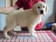 chiots  Golden retriever 