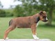 Chiots American Staffordshire Terrier