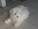 Magnifiques chiots Bichon Maltais 