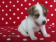 Chiots JACK RUSSEL lof 