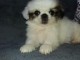 Magnifique chiot pekinois lof