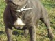 Chiots Staffordshire Bull Terrier a donner