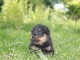 chiots rottweiler lof 