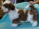 Magnifique chiot Shih Tzu