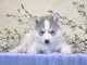 Magnifiques beauté chiots husky non LOF