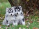 Magnifiques beauté chiots husky non LOF