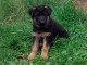 Acheter un chiot Berger Allemand