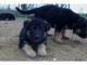 Acheter un chiot Berger Allemand