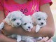 Magnifique chiots Bichon Maltais LOF