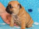 Superbes chiots Types Bouledogue Français LOF