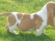 Basset Hound contre bon soin