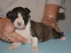 Bull Terrier Miniature contre bon entretient