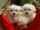 Don de chiot bichon maltais