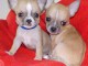 deux beau chihuahuaha