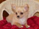 Chiots Stafforshire Bull Terrier