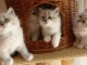 Disponible de suite chatons sibérien