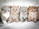 Superbes Chatons British Shorthair Pure Race LOOF