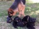 Magnifiques Chiots Berger Allemand Pure Race