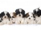 Exceptionnels Chiots Shih Tzu Pure Race