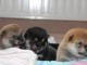 Sublimes Chiots Shiba Inu Pure Race