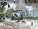 Adorables Chiots Jack Russel Pure Race