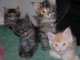 Magnifiques Chatons Maine Coon Pure Race 