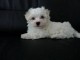 Donne magnifique femelle bichon maltais