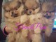 05 chiots trés beaux spitz nain disponibles pour adoption