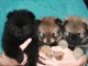 5 Adorable Spitz Allemand Nain,Pure Race