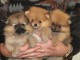 5 Superbe chiots Spitz nain Allemand Lof,