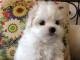 Très Mignons Chiots type Bichon Maltais disponible pour adoption.